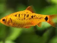 fish fish