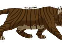 Tigerstar Tigerstar