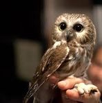 Owl Owl