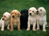 Dogs Dogs