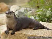 River Otters
