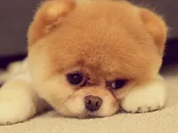 Belle Belle