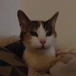 Mai cat buttercup Mai cat buttercup