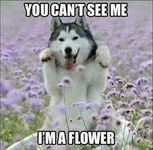 Dog Dog