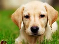 DOG DOG