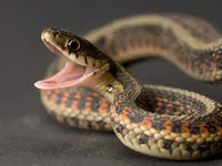 Have a snake pet.