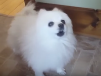Gabe the Doggo Gabe the Doggo