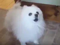 Gabe the Doggo Gabe the Doggo