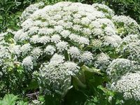 Giant Hogweed Giant Hogweed
