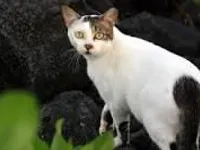 Stray cat! I can't resist! Stray cat! I can't resist!