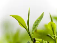 Green Green