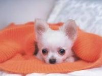 Chihuahua Chihuahua
