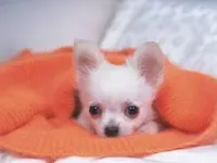 Chihuahua Chihuahua