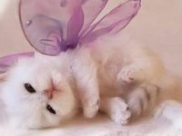 Kittens Kittens