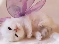 Kittens Kittens