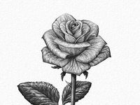 Drawing Drawing