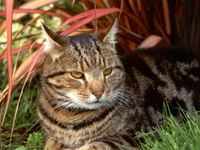 Tabby! Tabby!