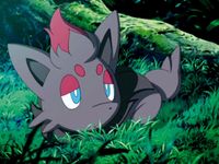 Zorua alone Zorua alone
