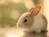 bunny bunny