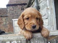 Cocker Spaniel (my vote) Cocker Spaniel (my vote)