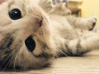 Kute cat 3 Kute cat 3