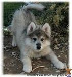 wolf 1 wolf 1