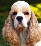 cocker spaniel cocker spaniel