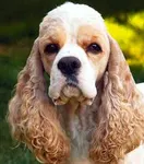 cocker spaniel cocker spaniel