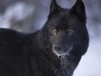 Florida Black Wolf Florida Black Wolf