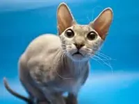 Sphynx Cats Sphynx Cats