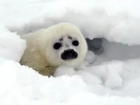 No No