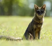 Hoary Fox Hoary Fox