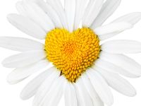 Daisy Daisy