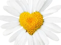 Daisy Daisy