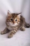 kittens kittens