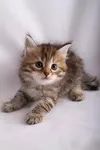 kittens kittens