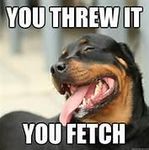 Poker-face Dog Poker-face Dog