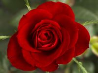 Rose Rose