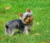 yorkshire terrier yorkshire terrier
