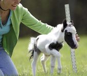 Horse Horse
