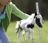 Horse Horse