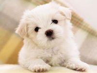 Dog Dog
