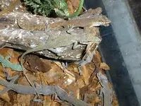 Lizard(s)