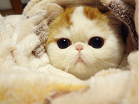 persian persian