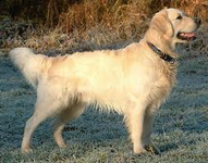 Bailey (For a Golden retriever, or Cairn Terrier.) BOY Bailey (For a Golden retriever, or Cairn Terrier.) BOY