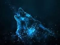 le wolf le wolf