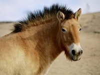 neigh :3 neigh :3