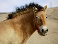 neigh :3 neigh :3