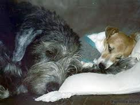 Moofle (For a Jack Russell or Irish wolfhound.) BOY Moofle (For a Jack Russell or Irish wolfhound.) BOY
