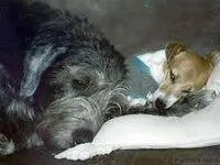Moofle (For a Jack Russell or Irish wolfhound.) BOY Moofle (For a Jack Russell or Irish wolfhound.) BOY